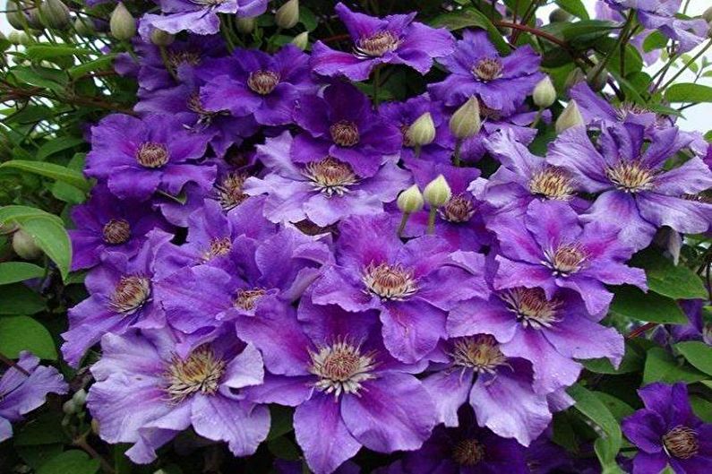 Clematis - páratartalom