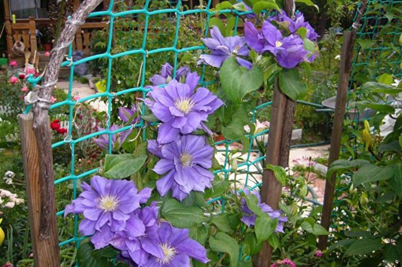 Clematis - zalévání