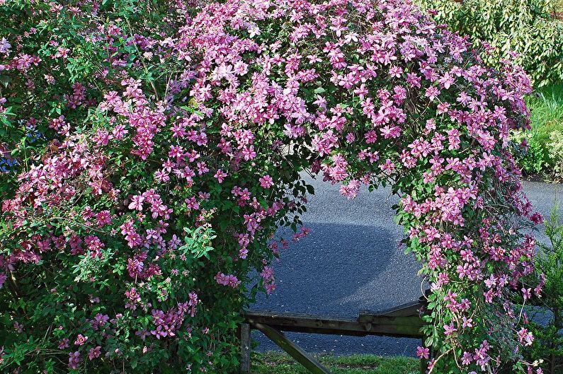 Clematis - vattning