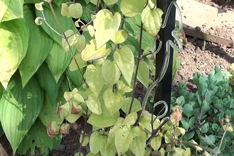 Clematis - Diseases and Pests