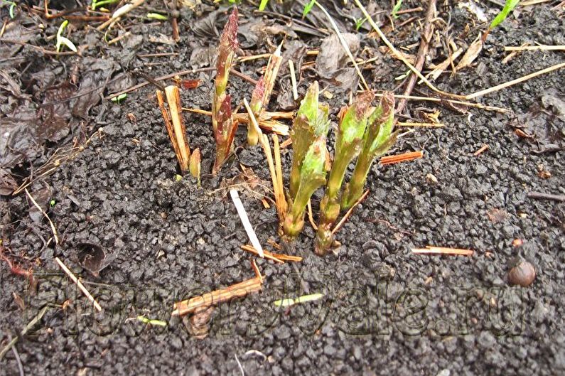 Comment transplanter une clématite