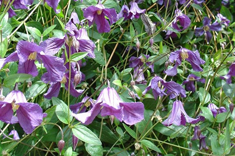 Cara pemindahan clematis