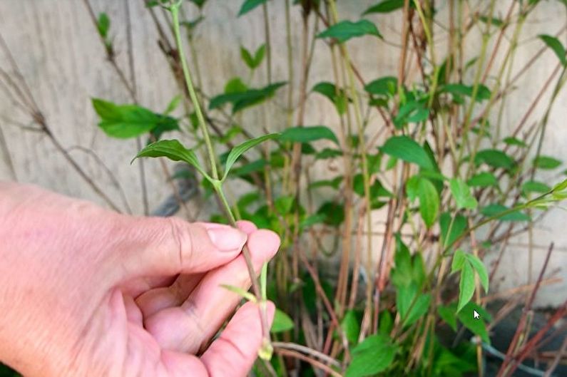 Vegetative propagation of clematis