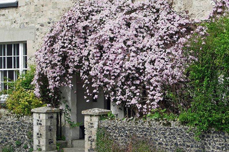 Clematis - fotografie