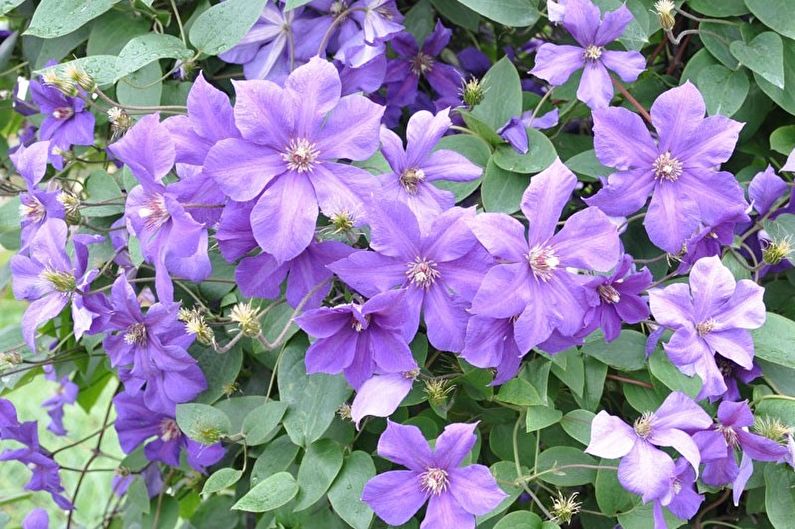 Clematis - foto