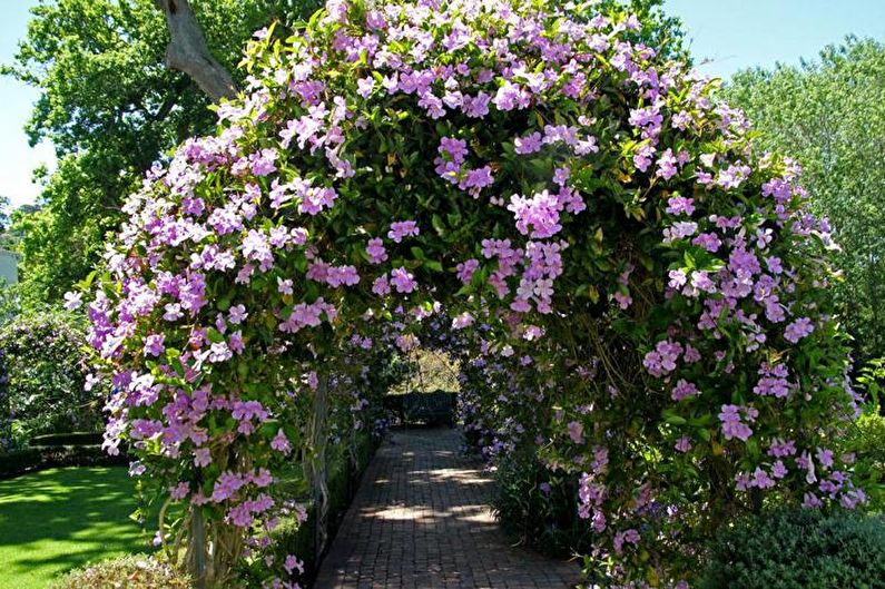 Clematis - larawan