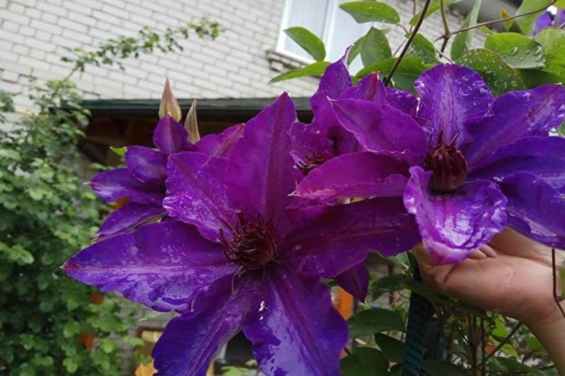 Clematis - photo