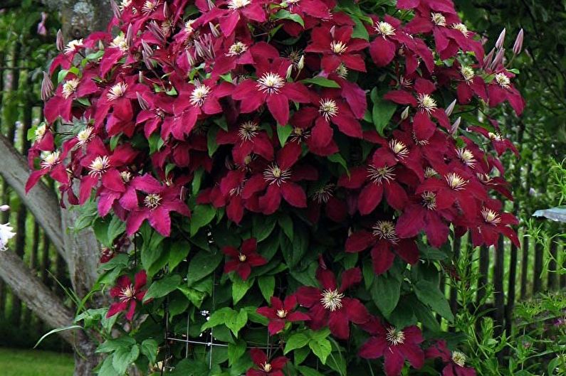 Clematis - nuotrauka