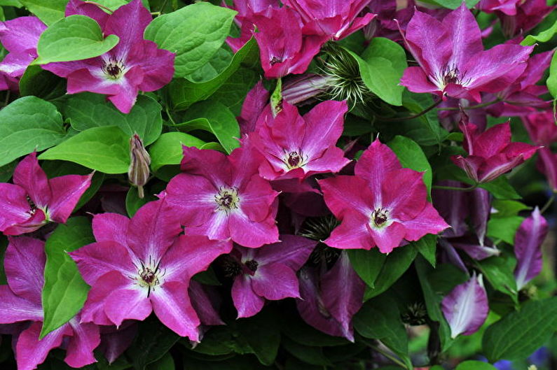 Clematis - nuotrauka