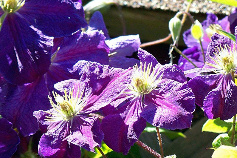 Clematis - nuotrauka