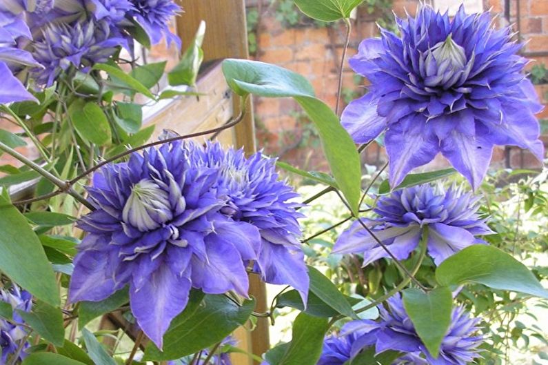 Clematis - larawan