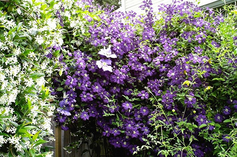 Clematis - foto