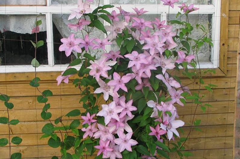 Clematis - valokuva