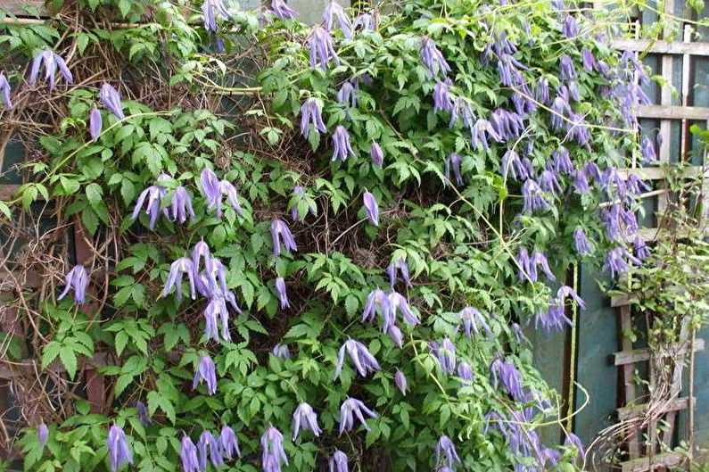 Clematis - fotografia