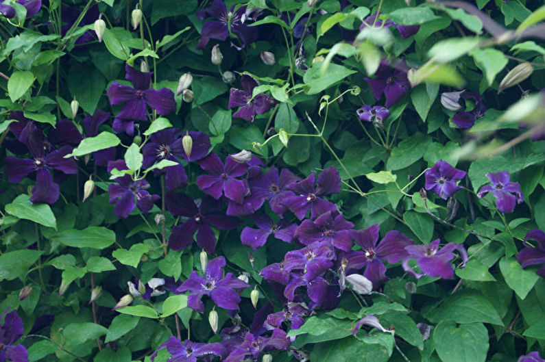 Clematis - foto