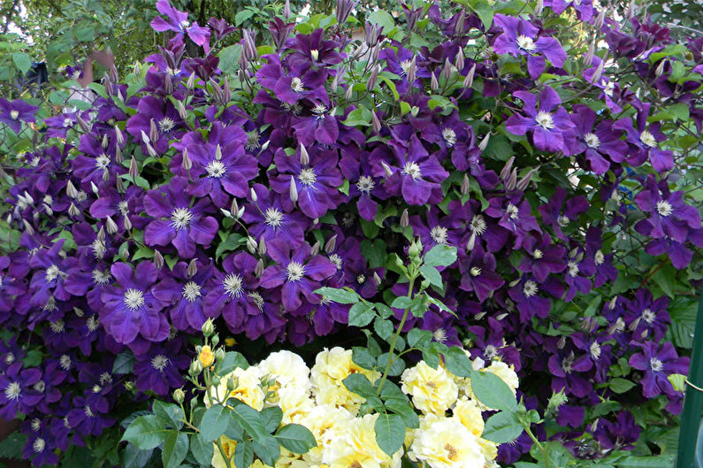 Clematis - photo