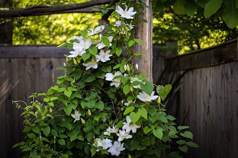 Clematis - nuotrauka