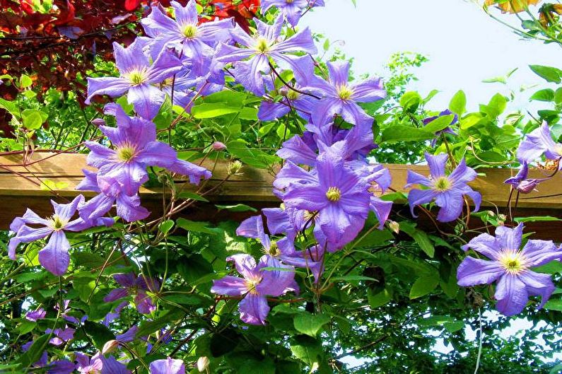 Clematis - fotografia