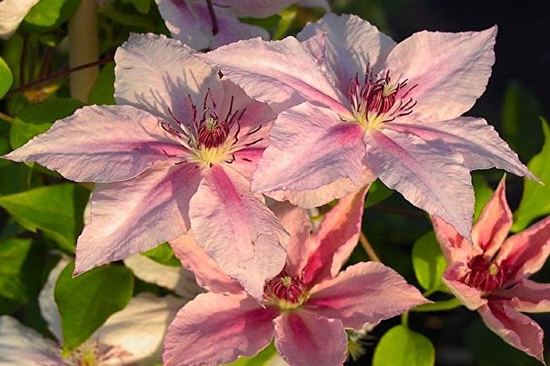 Clematis - larawan