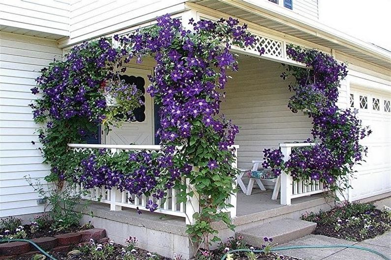 Clematis - photo