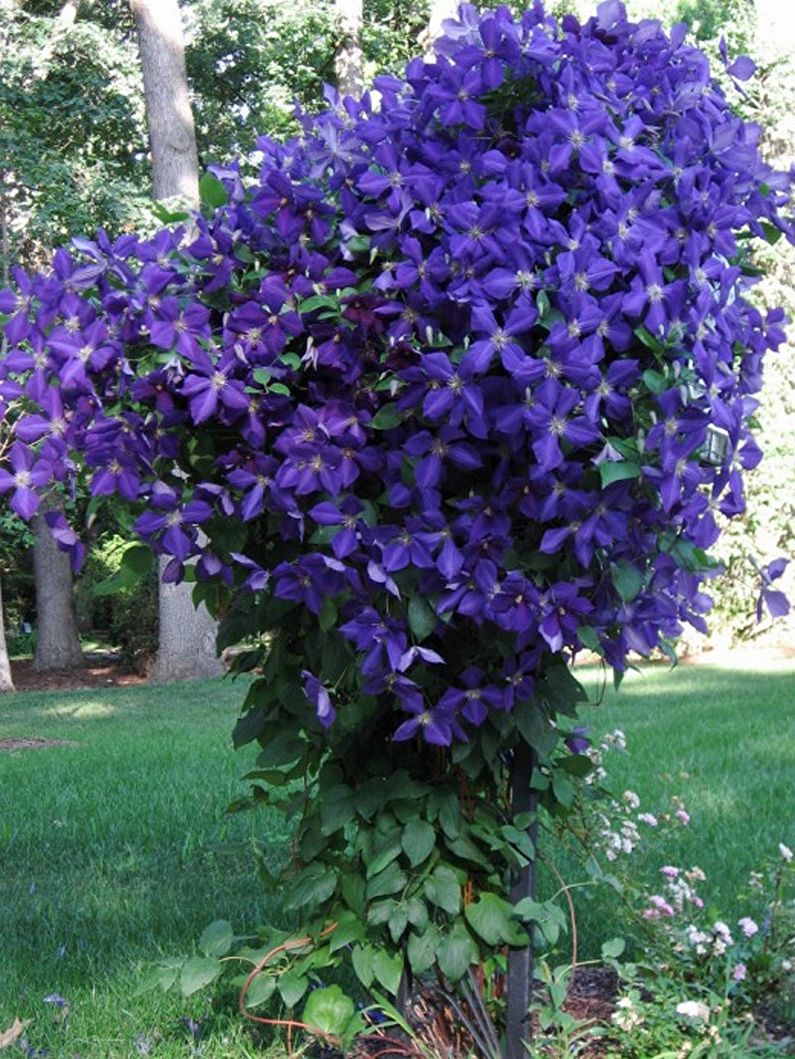 Clematis - photo