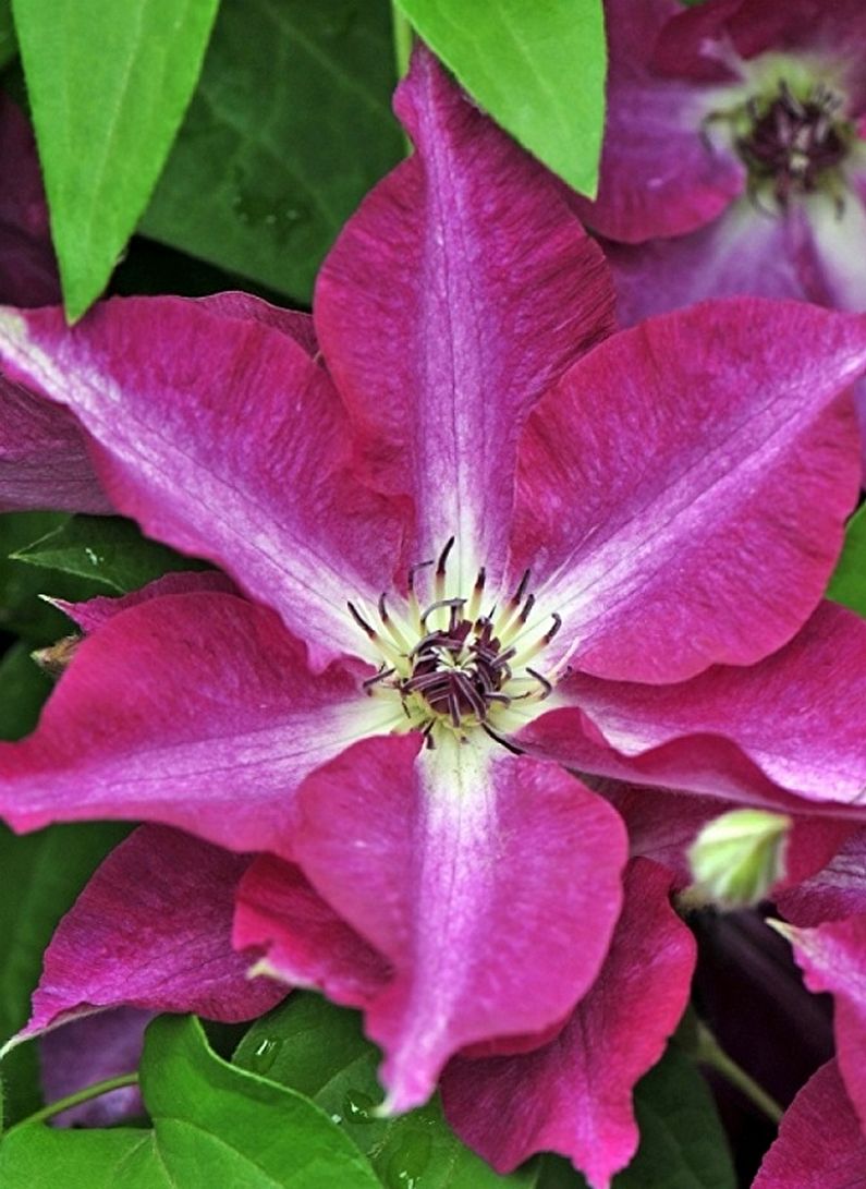 Clematis - nuotrauka