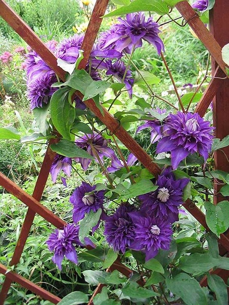 Clematis - nuotrauka