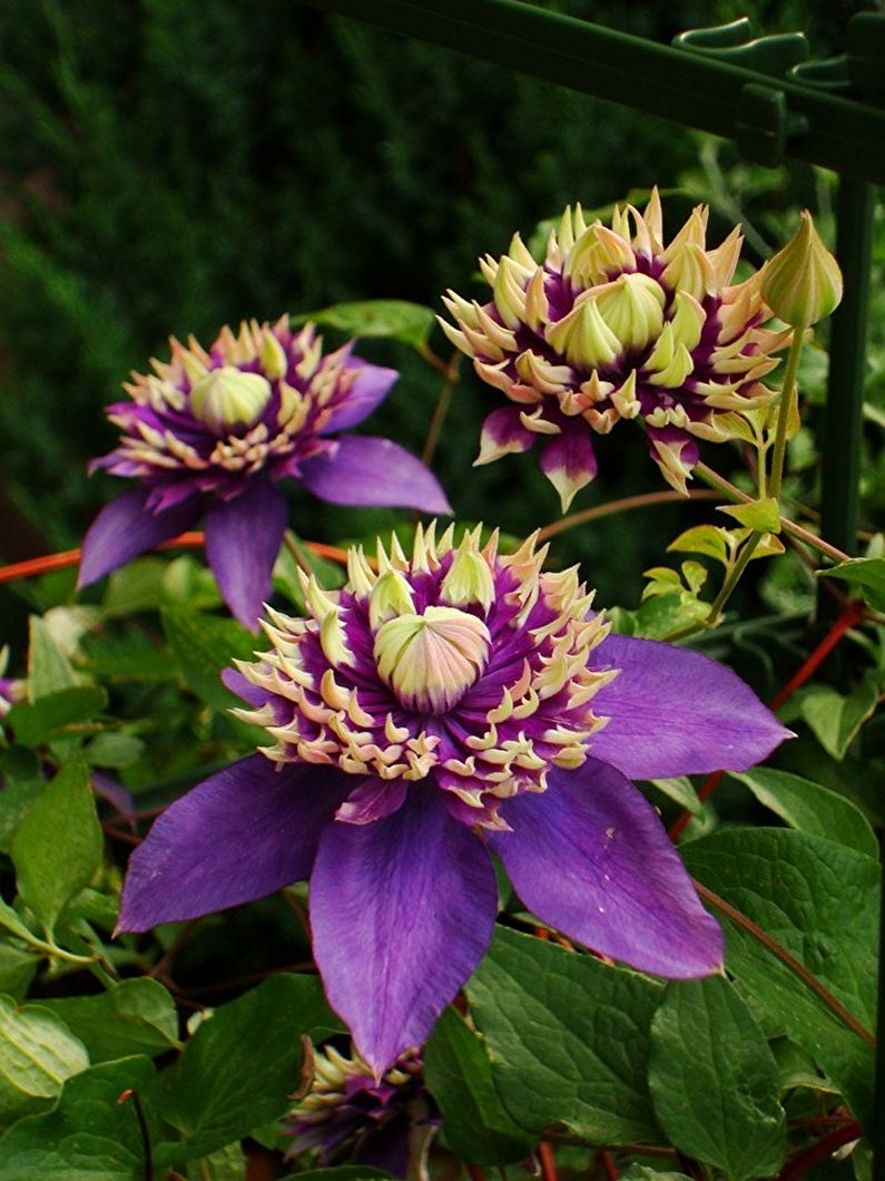 Clematis - foto