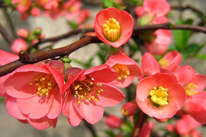 Quince maganda