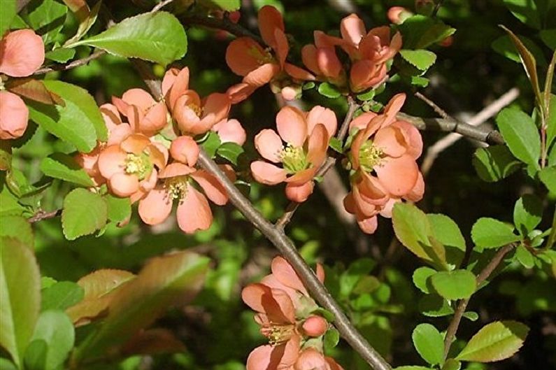 Si Henomeles quince Katayansky