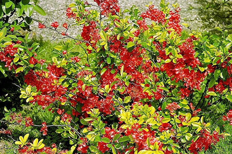 Japanese Quince - Lighting