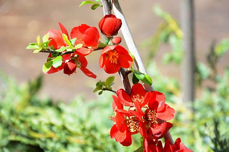 Quince Nhật Bản - Ánh sáng