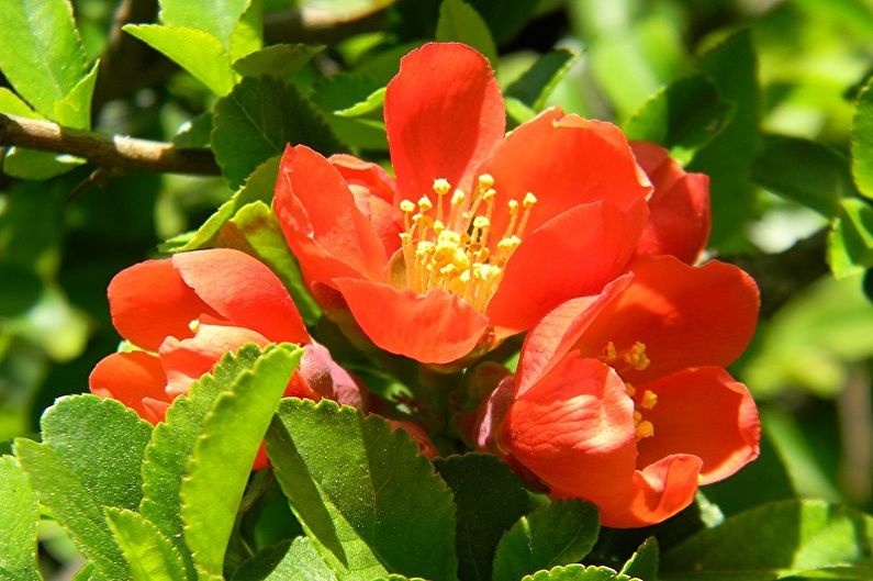 Japanese Quince - Temperatur