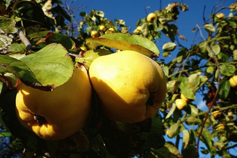 Quince Nhật Bản - Nhiệt độ