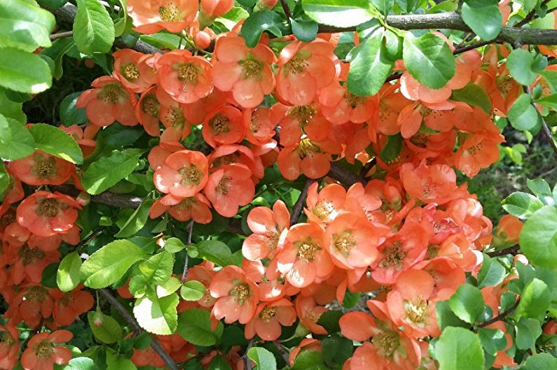 Japanese Quince - Vochtigheid