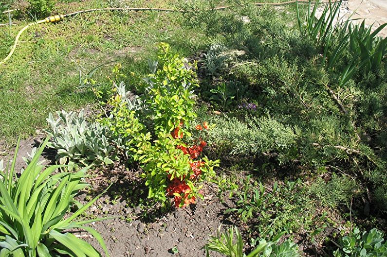 Japanese Quince - Watering