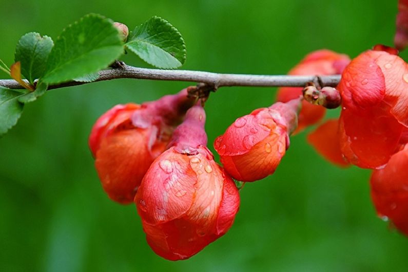 Cotogna giapponese - irrigazione