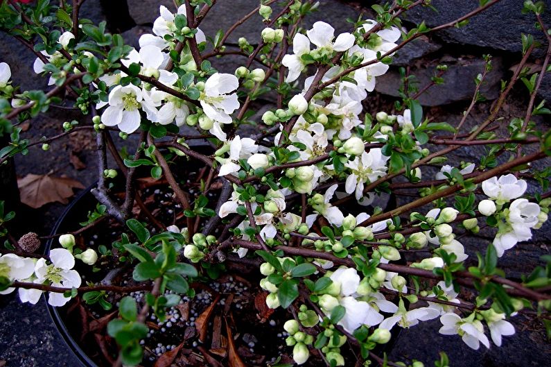 Japanese quince - Mga pataba at nangungunang damit