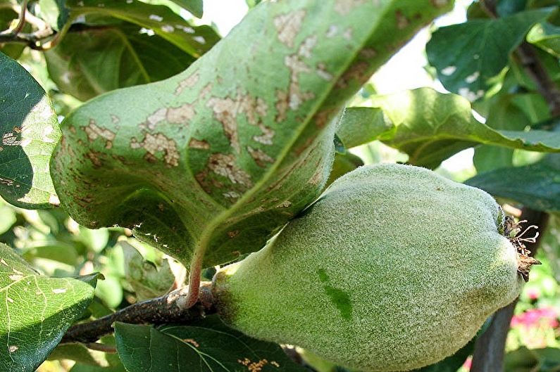 Quince Nhật Bản - Bệnh và dịch hại