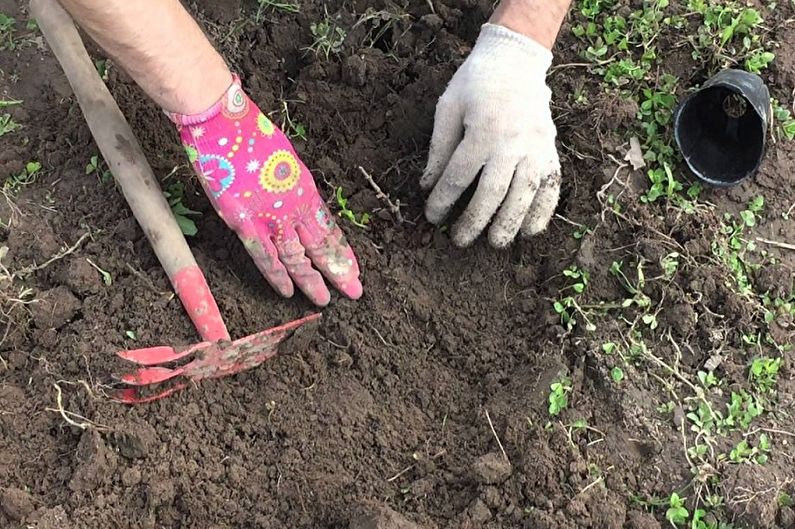 Come trapiantare mele cotogne giapponesi