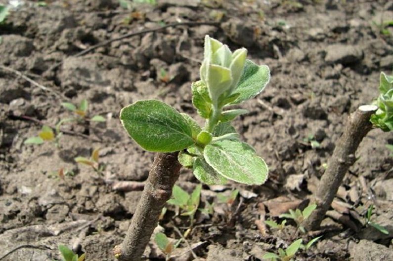 Propagazione di mele cotogne giapponesi per talea