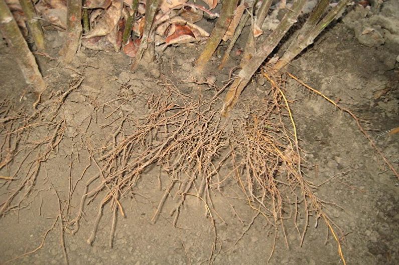 Riproduzione di mele cotogne giapponesi