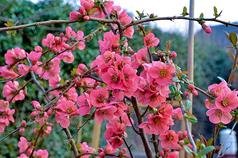 Japanese quince - larawan