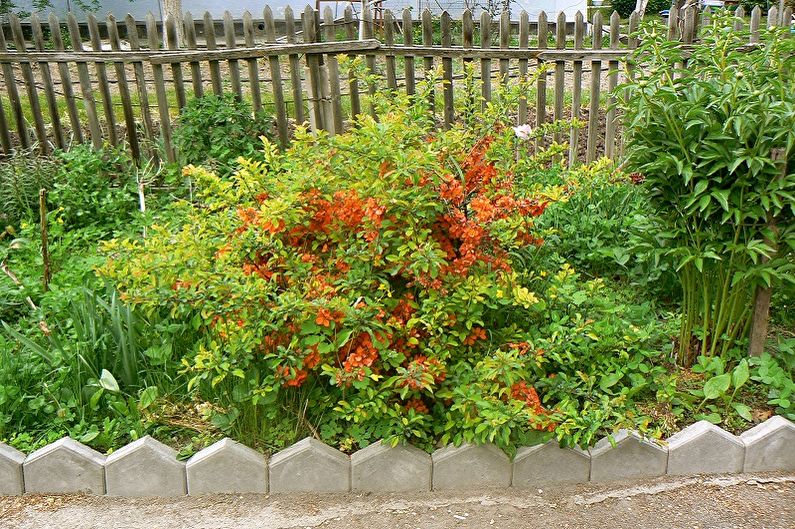 Japanese quince - larawan