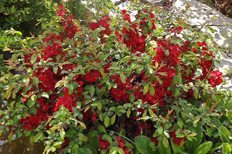 Japanese quince - larawan