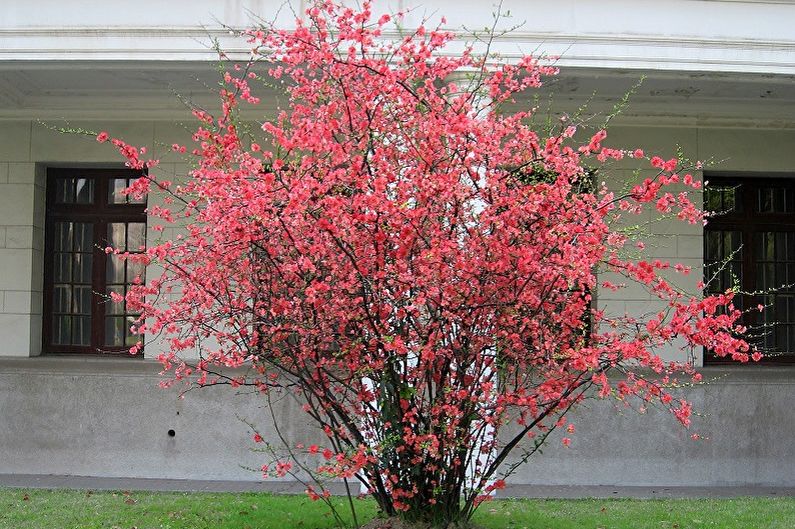 Japanese quince - larawan