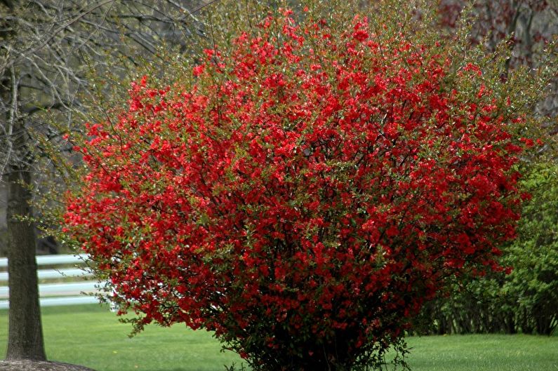 Japanese quince - larawan