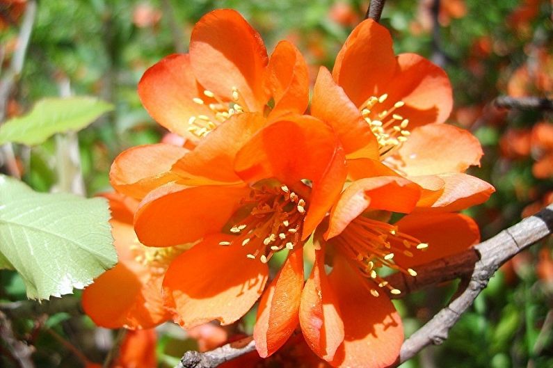 Japanese quince - larawan