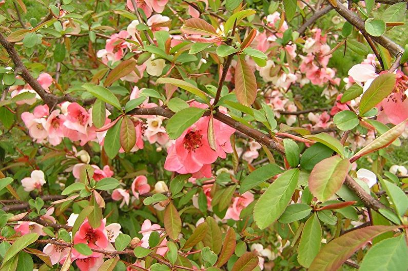 Japanese quince - larawan