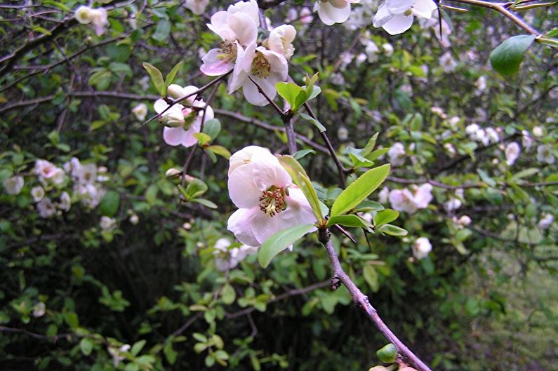 Japanese quince - larawan